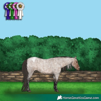 Horse Color:White Spotted Liver Red Dun Roan Snowcap 
