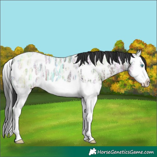 Horse Color:Brown Ice Splash Near Leopard 