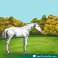 Horse Color:Black Ice Splash Tobiano Near Leopard 
