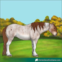 Horse Color:Red Roan Tobiano 