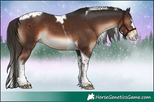 Horse Color:Liver Chestnut Splash Tobiano Rabicano 