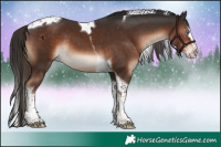 Horse Color:Liver Chestnut Splash Tobiano Rabicano