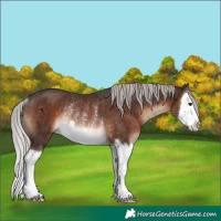 Horse Color:Silver Brown Splash Rabicano 