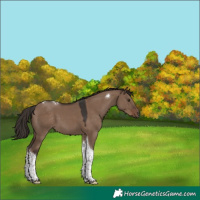 Horse Color:Liver Red Dun Tobiano