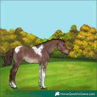 Horse Color:Chocolate Brown Dun Tobiano 