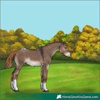 Horse Color:Liver Red Dun Tobiano