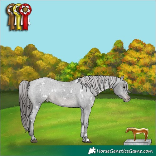 Horse Color:White Spotted Black Appaloosa Rabicano 