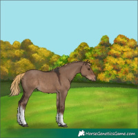 Horse Color:Liver Red Dun Tobiano 
