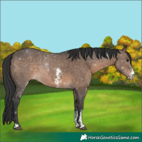 Horse Color:Brown Dun Sabino 