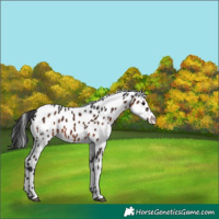 Horse Color:Brown Sabino Leopard 