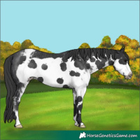 Horse Color:White Spotted Black Frame Varnish 
