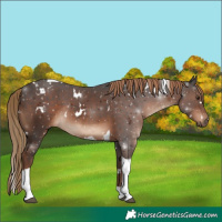 Horse Color:White Spotted Liver Chestnut Tobiano Rabicano 