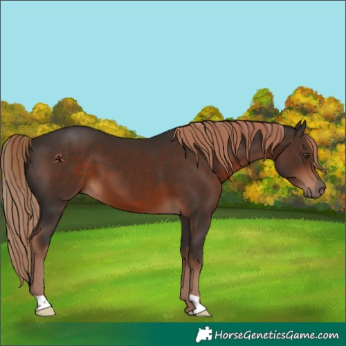Horse Color:Liver Chestnut 