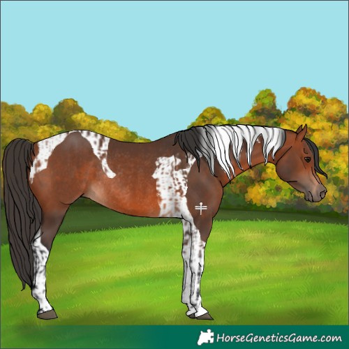 Horse Color:Bay Rabicano  and Bay Tobiano Rabicano 