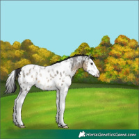 Horse Color:Buckskin Ice Roan Splash Blanket