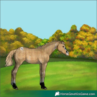 Horse Color:Plaid  Chocolate Palomino Dun Sabino Appaloosa 