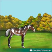 Horse Color:White Spotted Brown Frame Rabicano 