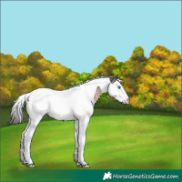 Horse Color:Buckskin Splash Tobiano Near Leopard 