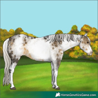 Horse Color:White Spotted Silver Buckskin Appaloosa 
