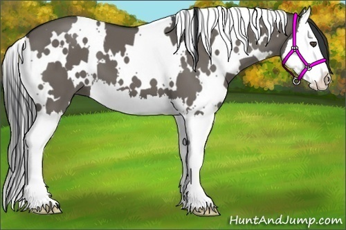 Horse Color:White Spotted Grullo Splash 