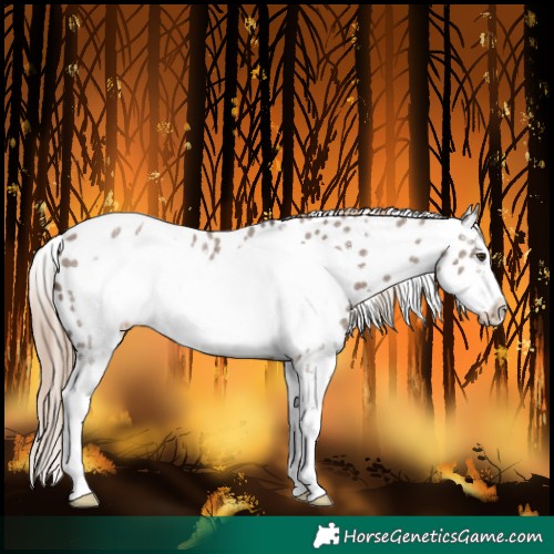 Horse Color:Liver Red Dun Sabino Frame Appaloosa 