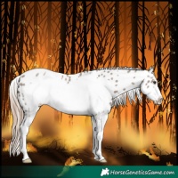 Horse Color:Liver Red Dun Sabino Frame Leopard 