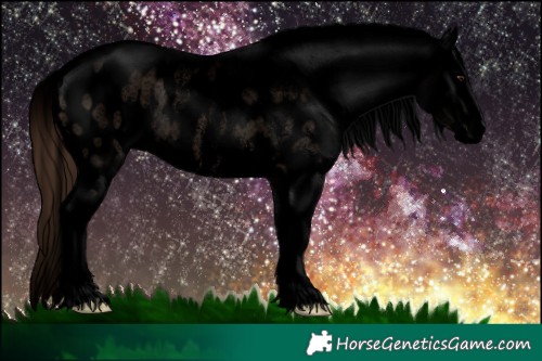 Horse Color:Void Brown Roan Dun Sabino Splash Appaloosa