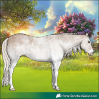Horse Color:White Spotted Silver Grullo