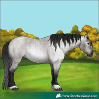 Horse Color:Gray Grullo Roan