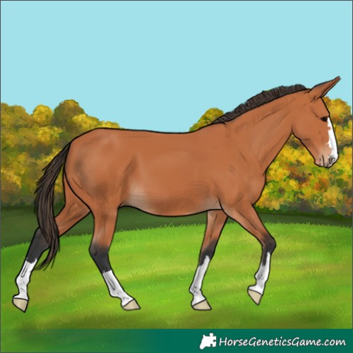 Horse Color:Bay 