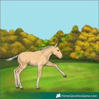 Horse Color:Palomino 
