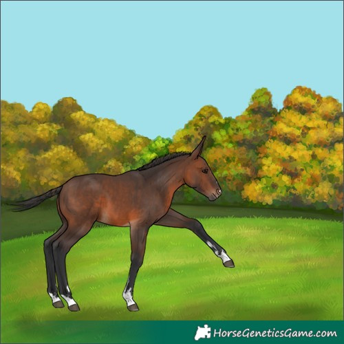 Horse Color:Brown 