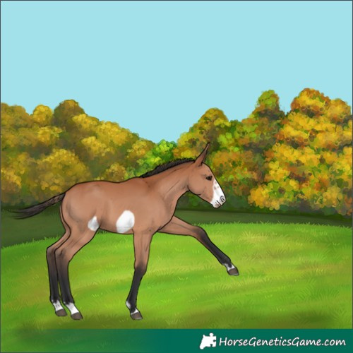 Horse Color:Bay Frame 