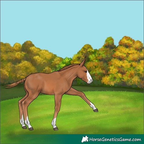 Horse Color:Chestnut 
