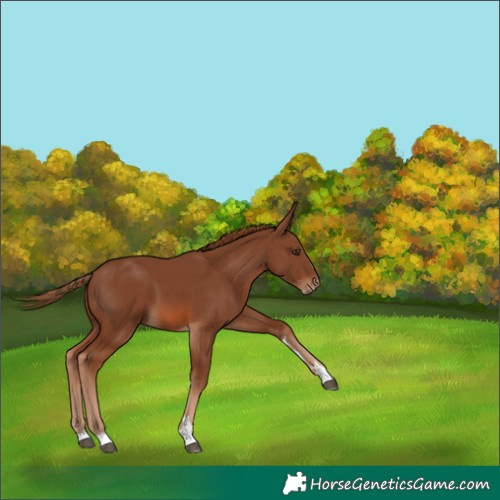 Horse Color:Chestnut 