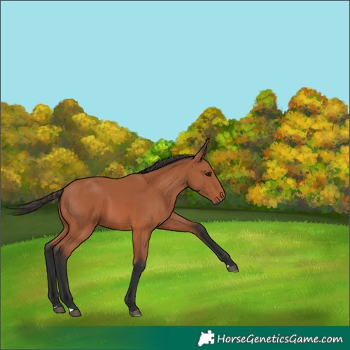 Horse Color:Bay 