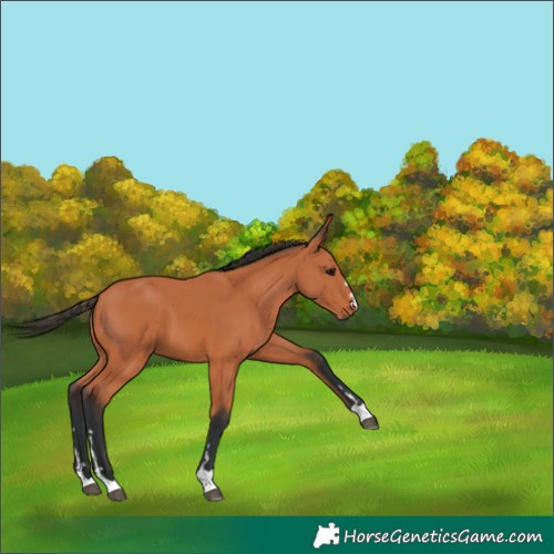 Horse Color:Bay 