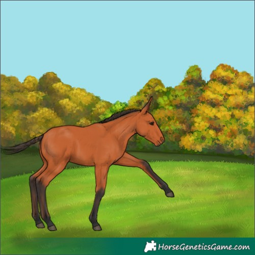 Horse Color:Bay 