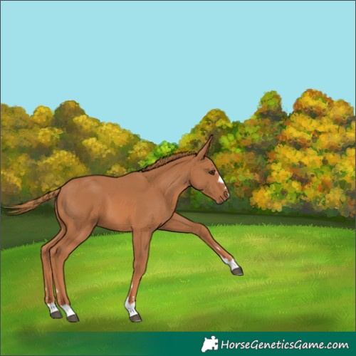 Horse Color:Chestnut 
