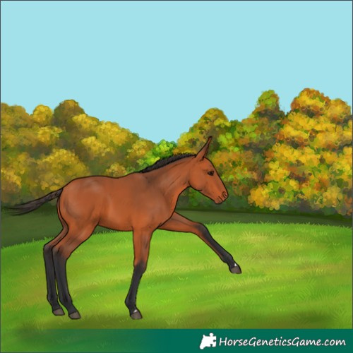 Horse Color:Bay 