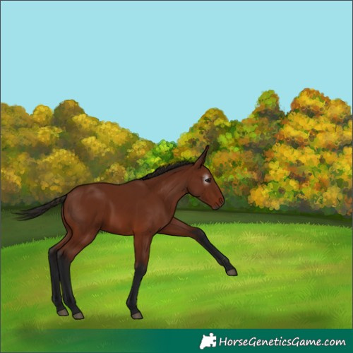 Horse Color:Gray Bay 