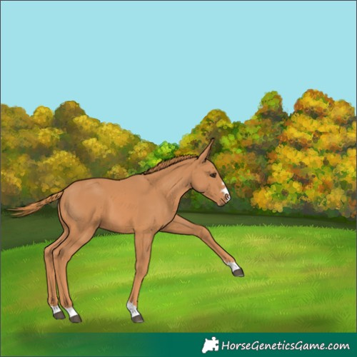 Horse Color:Chestnut 