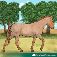 Horse Color:Red Roan 