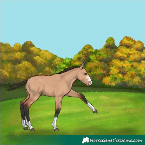 Horse Color:Bay Dun 