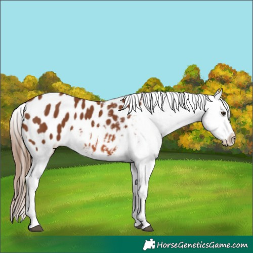 Horse Color:Chestnut Appaloosa 