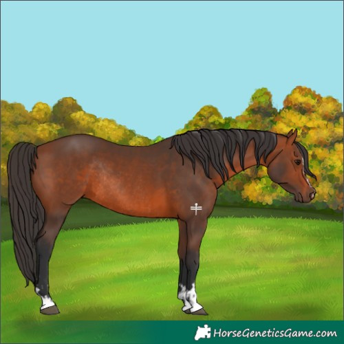 Horse Color:Bay Rabicano  and Bay Rabicano 
