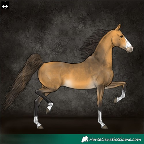 Horse Color:Buckskin 