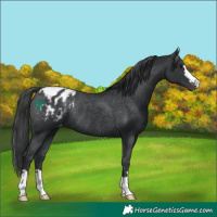 Horse Color:Black Appaloosa Rabicano