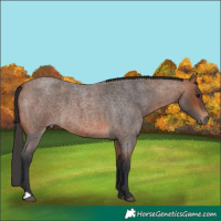 Horse Color:Bay Roan 