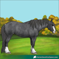 Horse Color:Black Varnish Rabicano